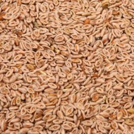 PSYLLIUM_SB_6_5_2