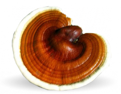 ganoderma-lucidum