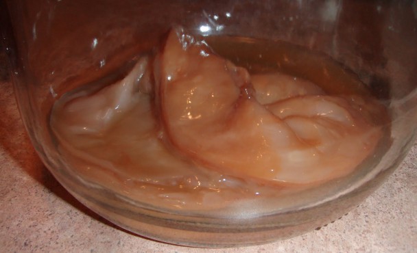 Te Kombucha